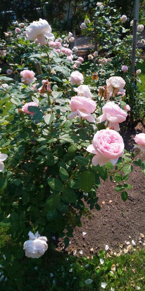 化粧品】（旧）BC ビューティ コンセントレート│ファンケル